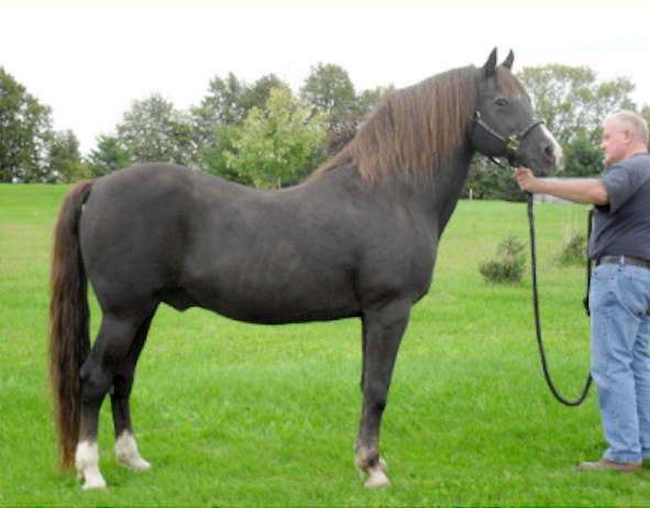 Willopond What A Knight-01