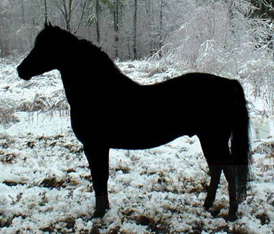 Wood Run Mandrake-01